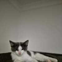 Photo of Casper