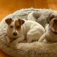 Photo of Jacky Chan Peggotty