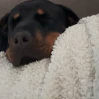 Photo of Nova