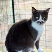 Photo of Smokey