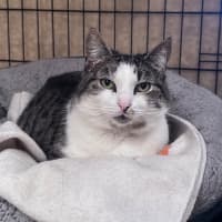 Photo of Soxie