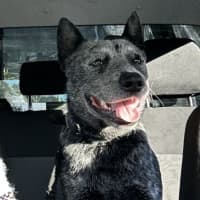 Photo of Fella   2 Year Old Cattle Dog (On Trial)