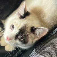 Photo of Momo