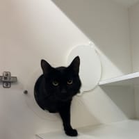 Photo of Sabre