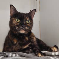 Photo of Willow