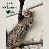 Photo of Jack O'lantern