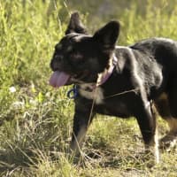 Photo of Gidget   3 Year Old French Bulldog