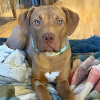 Photo of Bronson