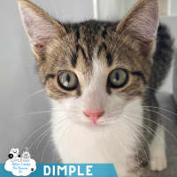 Photo of Dimple