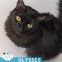 Photo of Ulysses