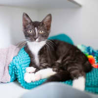 Photo of Calcifer (Previously Taka)