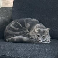 Photo of Bailey And Odin