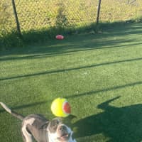 Photo of Stanley Imp 1294