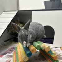 Photo of Muffin