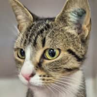Photo of Phoebe