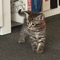 Photo of Clementine