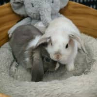 Photo of Cloud / Misty