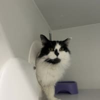 Photo of Violet 