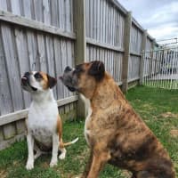 Photo of Hank And Moo