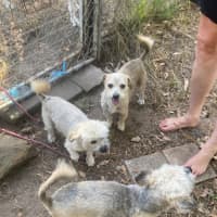 Photo of Frankie 💙