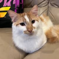 Photo of Mocha