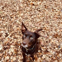 Photo of Milo Haliwell