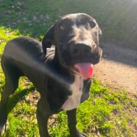 Photo of Zephyr