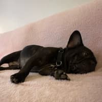 Photo of Java And Riley