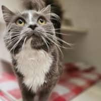 Photo of Trixie Meowttel