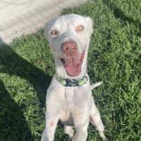 Photo of Pickles