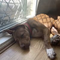 Photo of Sassy   4 Month Old American Staffy X