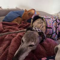 Photo of Arnold, The Greyhound