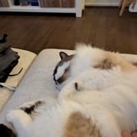 Photo of Smokey