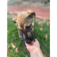 Photo of Joey *$350 Adoption Fee*