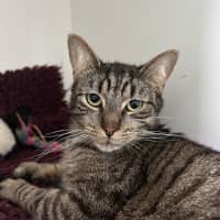 Photo of Benji (Bonded To Coco)