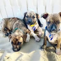 Photo of Taylor   9 Week Old Ridgeback X 