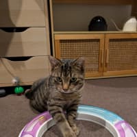 Photo of Wally *9 Lives Project Rescue*