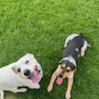 Photo of Mini   3 Year Old Beagle X Cattle Dog