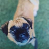 Photo of Pebbles