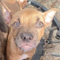 Photo of Gretel