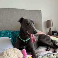 Photo of Mario, The Greyhound
