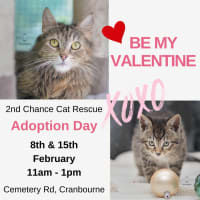 Photo of Tyseen ** 2nd Chance Cat Rescue**