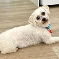 Photo of Little Miss Terra 