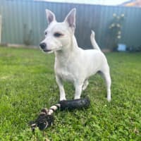 Photo of Koda