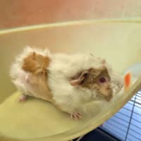 Photo of Wasabi