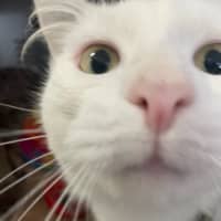 Photo of Ratatouille