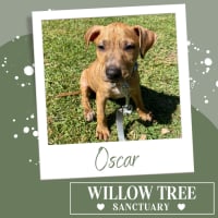 Photo of Oscar