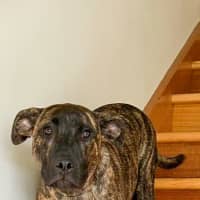 Photo of Scoobie 