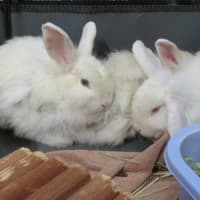 Photo of Chantilly, Ivory & Tibet