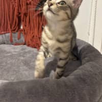 Photo of George Meet Me@Petstock Hastings 8/5